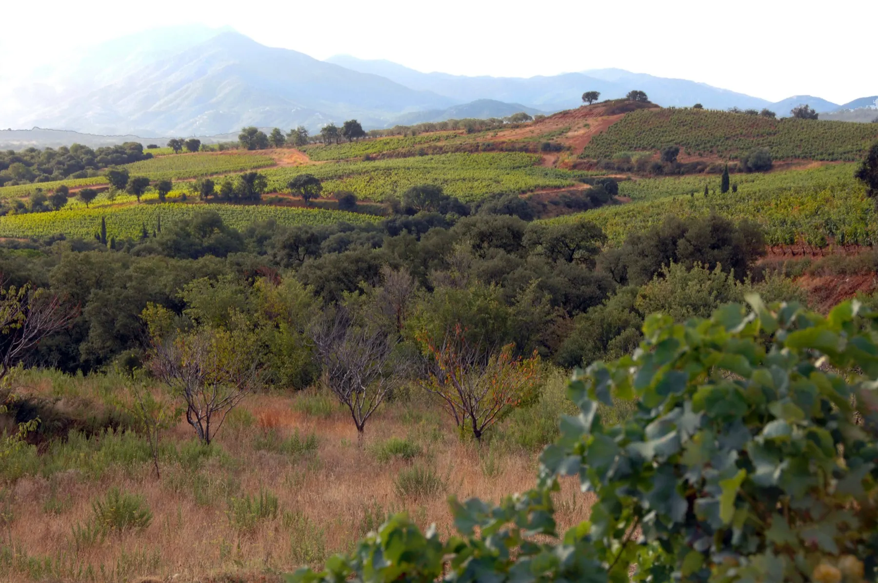 Collines des Aspres en Roussillon