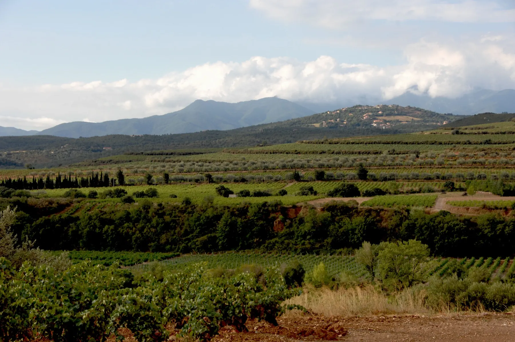 Vignes au pied des Pyrénées