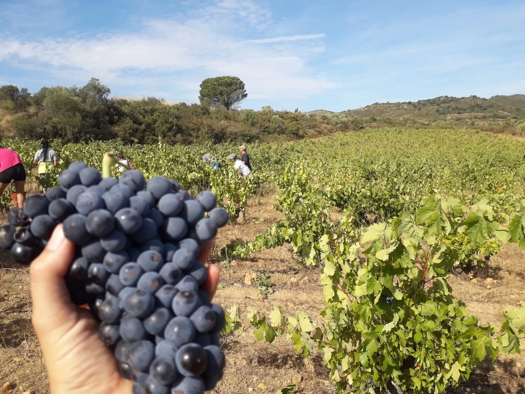 Vignes en gobelet sur le Domaine du Lendemain